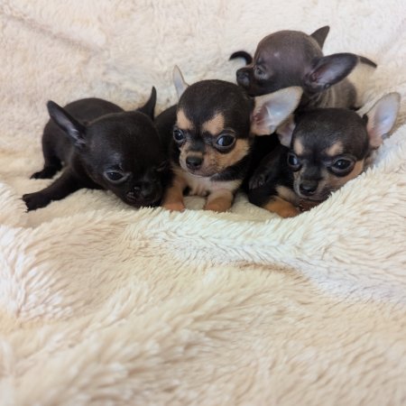 les bébés